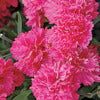 Pinks - Dianthus hybrida