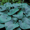 Plantain Lily - Hosta Specimen