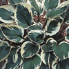 Plantain Lily - Hosta Specimen