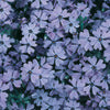 Creeping Phlox - Phlox