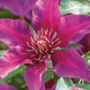 Clematis