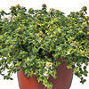 Thyme Creeping - Thymus