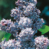 Lilac - Syringa
