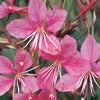 Butterfly Gaura - Gaura 'Passionate Blush'