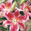 Asiatic + Oriental Lily - Lilium