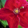 Clematis
