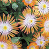 Hardy Ice Plant - Delosperma