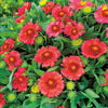 Goblin Blanket Flower - Gaillardia