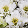 Lenten Rose - Helleborus Gold Collection