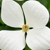 Dogwood - Cornus