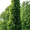 Oak Tree - Quercus