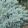 Juniper - Juniperus
