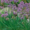 Ornamental Onion - Allium