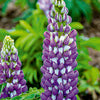 Lupine - Lupinus hybrid