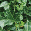 Perennial Ivy - Hedera helix