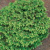 Spruce - Picea