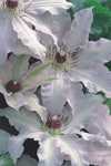 Clematis