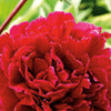Garden Peony - Paeonia