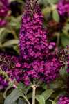 Butterfly Bush - Buddleia
