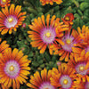 Hardy Ice Plant - Delosperma