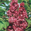 Lilac - Syringa