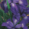 Siberian Iris - Iris siberica