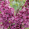 Lilac - Syringa