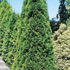 Cedar - Thuja