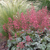 Coral Bells - Heuchera Americana hybrid