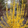 Forsythia