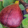 Fig Common - Ficus carica