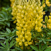 Lupine - Lupinus hybrid