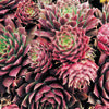 Hens+Chicks - Sempervivum