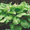 Plantain Lily - Hosta Specimen