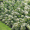 Hydrangea