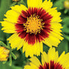 Tickseed - Coreopsis grandiflora