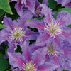 Clematis