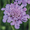 Scabiosa - Knautia macedonica