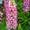 Lupine - Lupinus hybrid