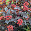 Ninebark - Physocarpus