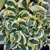 Plantain Lily - Hosta Specimen