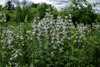 Beardtongue - Penstemon