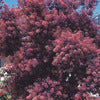 Smokebush - Cotinus