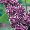 Lilac - Syringa