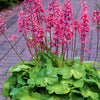 Coral Bells - Heuchera Villosa hybrid