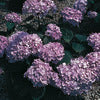 Hydrangea