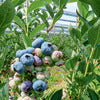 Blueberry Plants