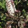 Chocoholic Bugbane - Actaea 'Chocoholic'