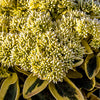 Autumn Joy Sedum - Sedum spectabile