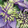 Clematis